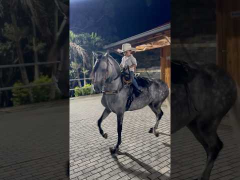 Caballo moro trotón galopero #ccc #4años #chalan #santiagoalzate #caballocriollocolombiano
