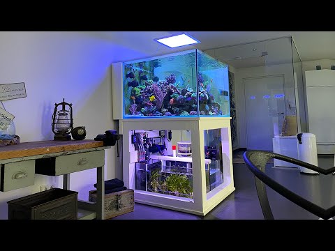 REEF TANK chillout video - The 1000 liter AQUARIUM from Elias 4K