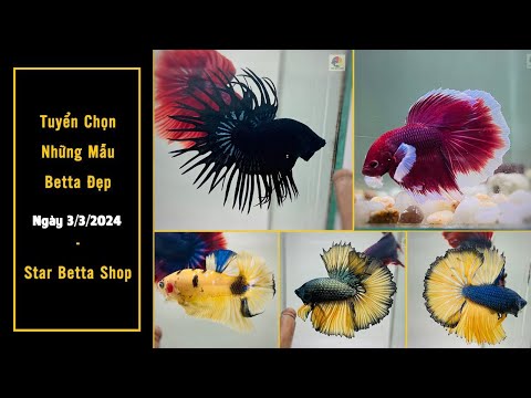 Betta Crowntail, Dumbo Halfmoon, Koi Yellow, Samurai 3/3 - Star Betta Shop 0382698808