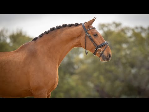 **SOLD** Piro free amateur friendly Lusitano gelding - schooling Grand Prix (REF#597)