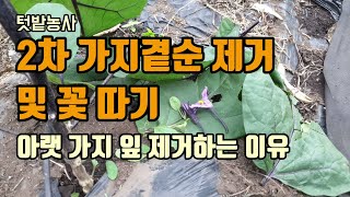 텃밭농사 가지를 더 빨리 키우고자 가지2차 곁순제거와 꽃도따고 쳐지고 큰 가지잎 제거도 해주었습니다