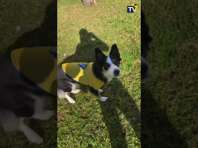 Vídeo relacionado con Cadiz Futbol Hombre Divertido Idea Regalo Seguidor Sudadera con Capucha