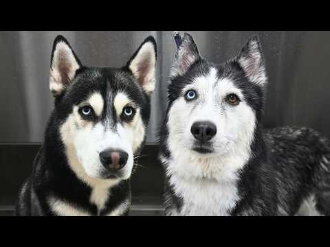 These Two Huskies Were STUNNING and Hilarious 😂
