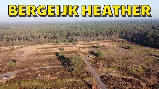 Bergeijk heather | The Netherlands