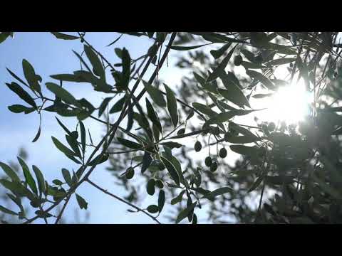 MEDIVA Advent Calendar 2020 // Day 11 // O in Italia //  Squarcialupi Codex