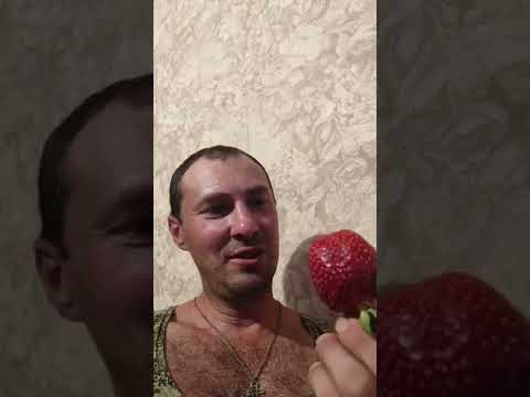 Клубника гигант мини обзор 🍓 #Клубника #strawberries #ранний сорт клубники