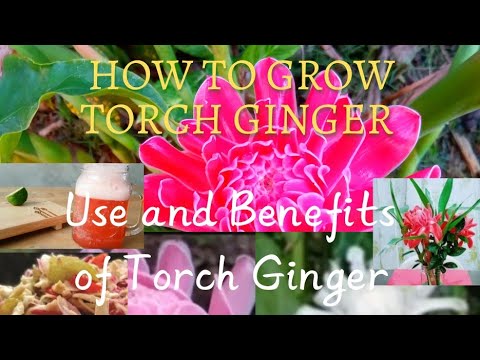 HOW TO GROW TORCH GINGER/ USE AND BENEFITS OF TORCH GINGER