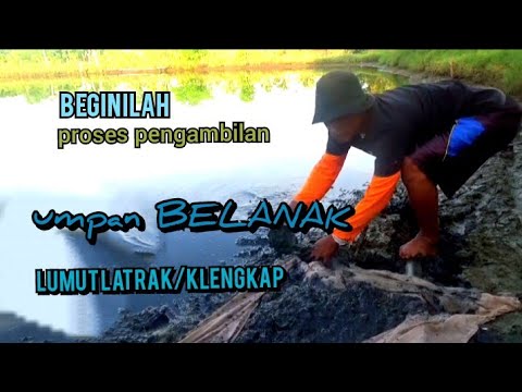 Cara Pengambilan Latrak Dan Proses  Umpan Siap Saji
