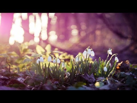 Magic of Early Spring - Music4Relax - 90 minutes