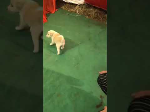 Krish Kartik Katyani playing with puppies in a marriage party 2020