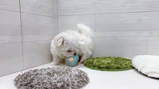 マルチーズの動画01