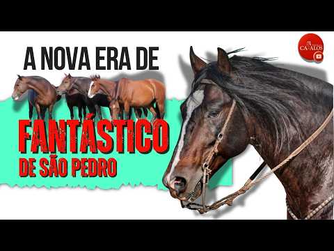 Garanhão Fantástico de São Pedro se torna um dos principais pais do Cavalo Crioulo