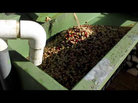 El Cotito Coffee Farm in Chiriqui Province in Panama' is a favorite Crosspolination Destination