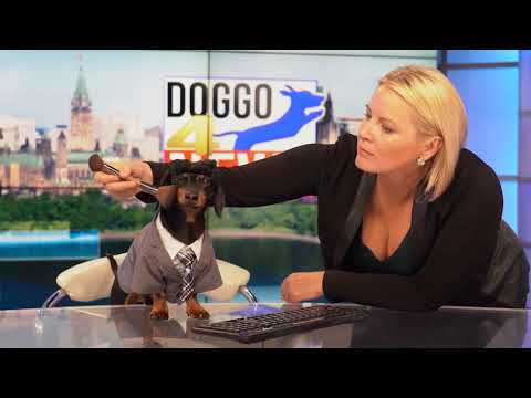 Folge 15: Crusoe wird Nachrichtensprecher! – (Lustige Anchorman-Hundeparodie)