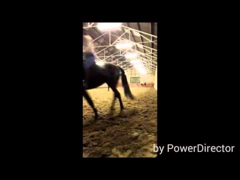 Dressuurles met Wisha 25/11/'15