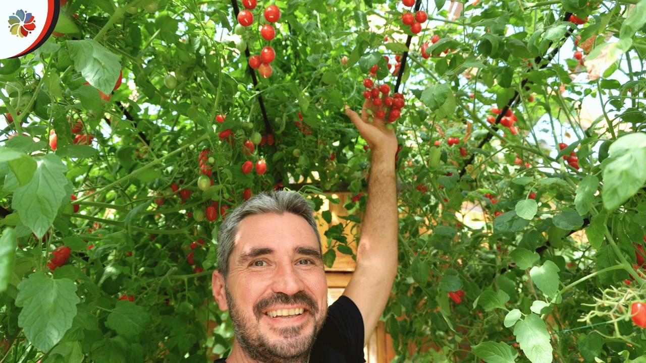🍅 Labores del huerto y los TOMATES INFINITOS de la MINI GRANJA