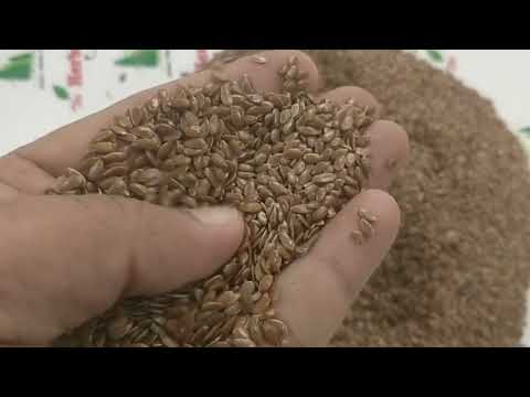 Flax Seeds - Lin Seeds - Alsi - Linum Usitatissimum