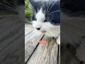Tuxedo Cat Lil Nut Hisses In Their Yard Shortsfeed Tuxedocat Sillycats Funnycats Crazycat