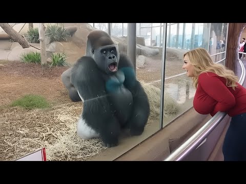Unbelievable Gorilla Moments That Show How Human 🦍😱