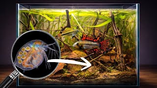 Building a Realistic Lake Ecosystem Tank
