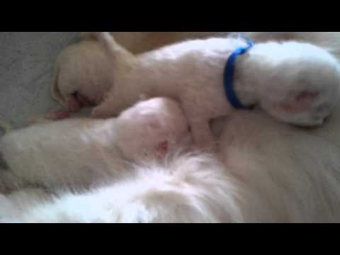 Siberiani Le Terre Selvagge cucciolata C