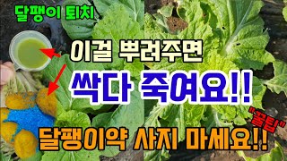 달팽이약 농약 비싼거 쓰지 말고 이것 하나면 달팽이 멸종합니다 달팽이 잡지 말고 쉽게 퇴치하세요 #달팽이제거…
