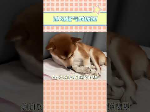 我的小狗幸福就好~#狗狗 #嘆氣 #萌物