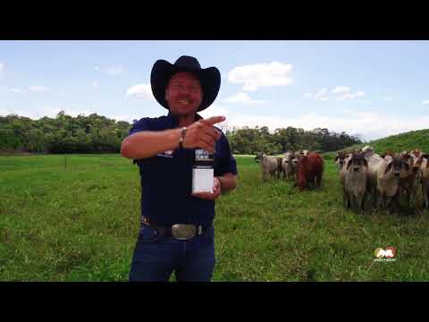 Desde la finca con Michael Bleak recomienda Hematofos B12 para tu ganado