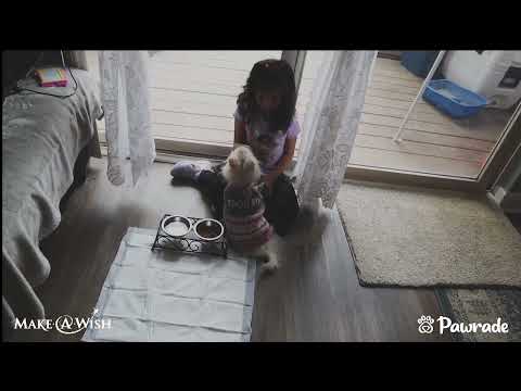 Pawrade + Make-A-Wish - Puppy Wishes for Maya!