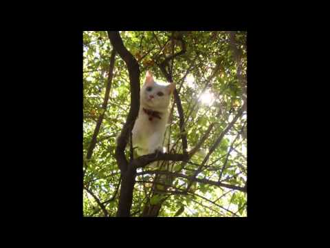 Mi pequeña infinidad Charito