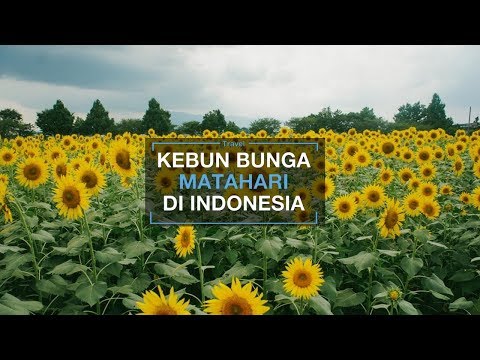 Bunga Matahari Situ Bolang Cinematic Indramayu Download