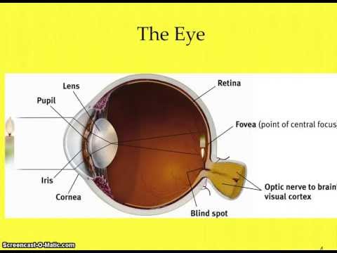 Eye diagram ap psychology