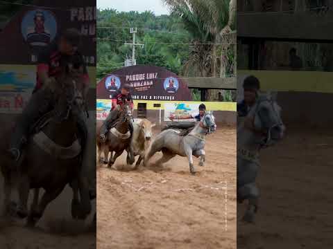 Vitor Rayara  #cavalo #abqm #vaquejada #cavalos #vaquejadameuesporte