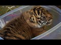 Handraising Twin Tiger Cubs | Tigers About the House | BBC Earth