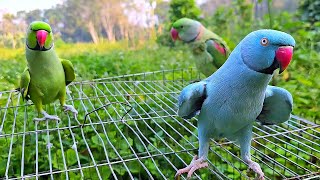 Amazing Indian Parrot Talking Video