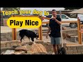 Does your dog play too rough?  Train your dog to adjust it's play