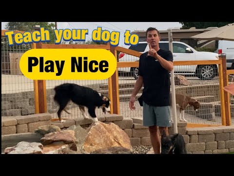 Does your dog play too rough?  Train your dog to adjust it's play