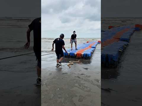 Cemong Mau Pulang karena Ombak Besar, Jalan Pulang Malah Dihadang Kirun! #shortsfeed #snake