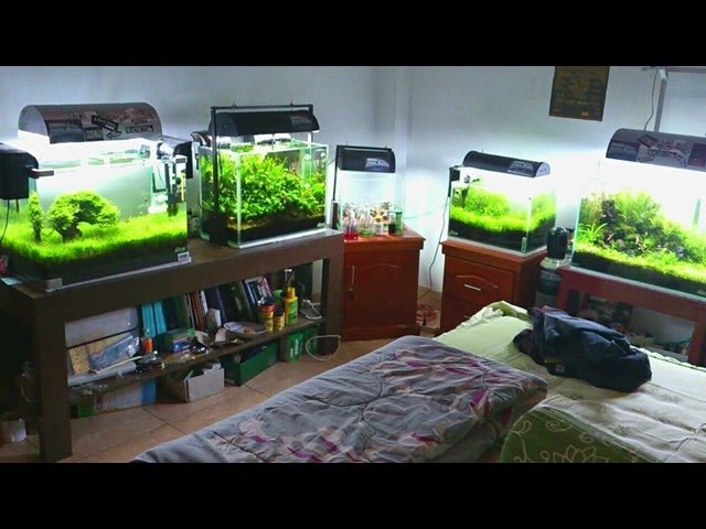 Aquascape Makassar - Indonesia