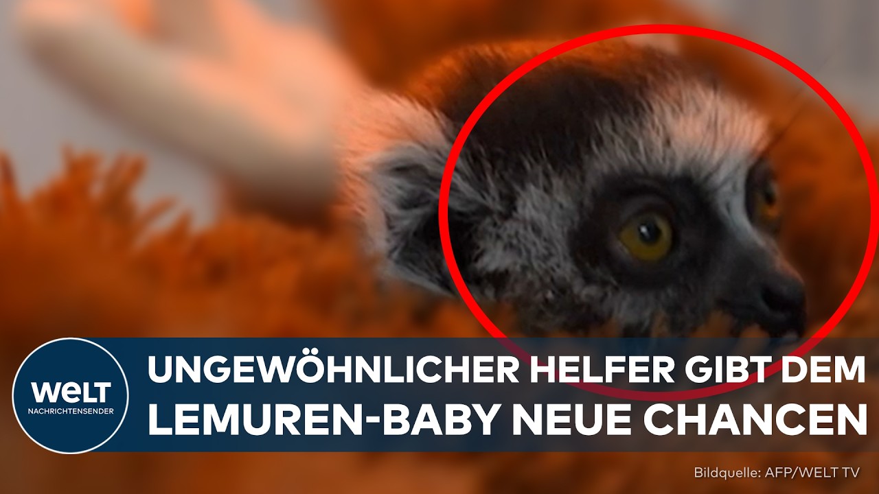 BABY-LEMUR IN KOLUMBIEN: Verlassenes Jungtier findet mit Kuscheltier zurück ins Leben!