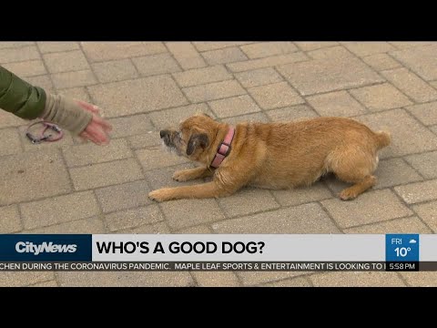 ‘Who’s a good dog?’: The Toronto tournament we all need