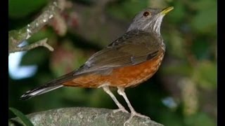 Jair Rodrigues - A Majestade o Sabia -Composição Roberta Miranda.