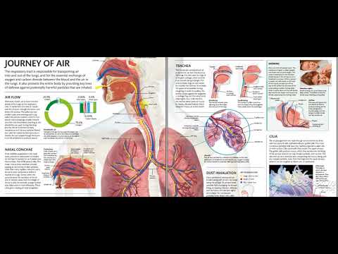 Nasal Cavity Airway 1