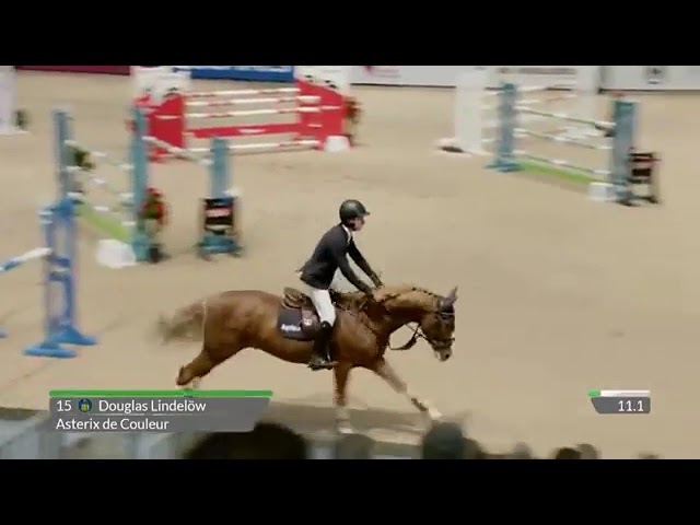 Half-brother of the foal Captin Blue is the Holsteiner Approved Stallion and CSI 1.55m jumping stallion Asterix du Couleur with rider Douglas Lindelöw.