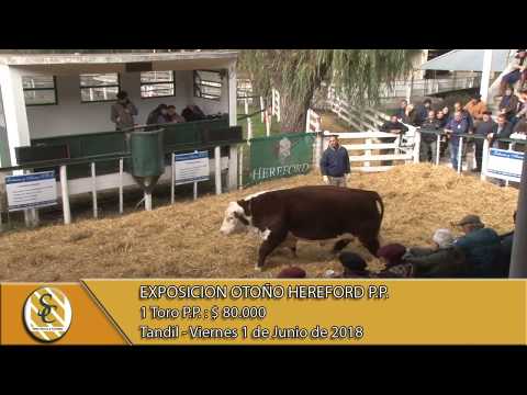 01-06-18 Venta de Machos y Hembras Hereford P.P. - Expo Otoño 2018 - Tandil.