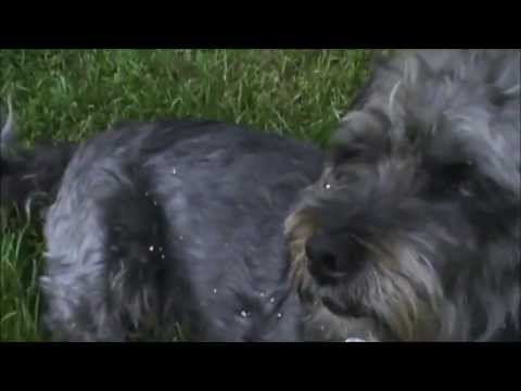 My Dog Is A Little Shit