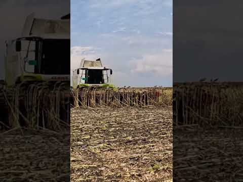 Claas Lexion 560 & FrancoFabrili 16-70 sunflower