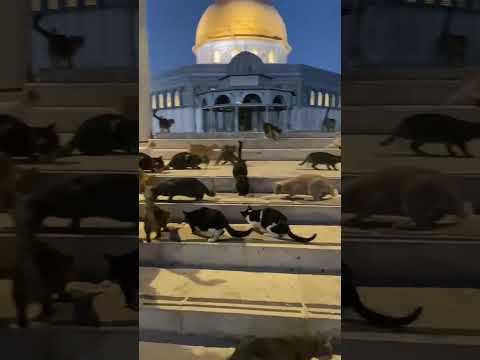 Cat at Al Aqsa #alaqsa #alaqsamosque #alaqsaattack #alaqsamasjid #cat #cats #catlover #catvideos