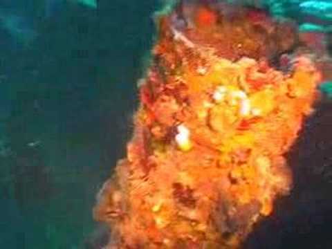 Wracktauchgang, Wrack F.d.Rimini,Kaprije(Vodice-Sibenik),Kroatien