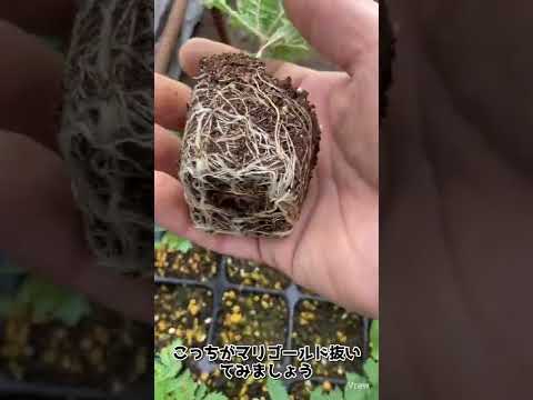 菜園のコンパニオンプランツ 違いを無視する 有毒植物 薬用植物